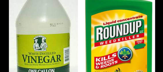 Vinegar instead of Roundup as weed killer