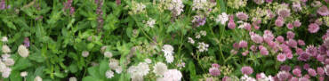 Why Good Garden Design Starts with Horticulture