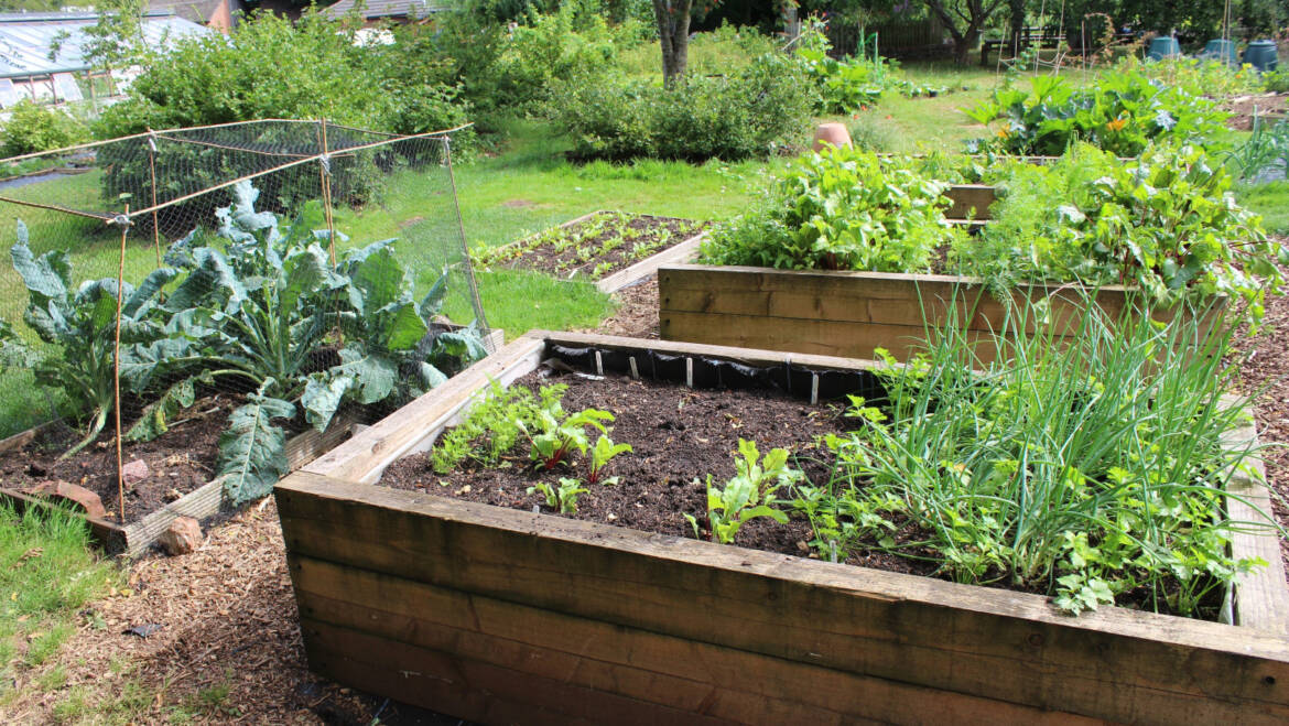 Raised beds. Ergonomics or fad?