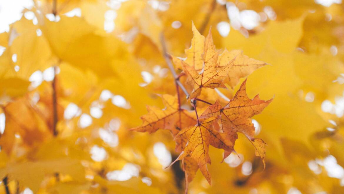 Autumn is upon us, but do we need to pick up leaves?